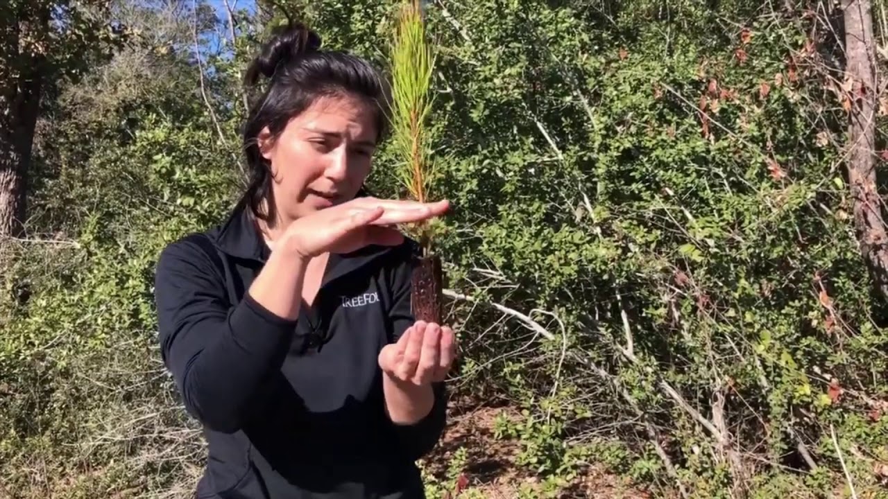 How to Plant a Loblolly Pine Sapling