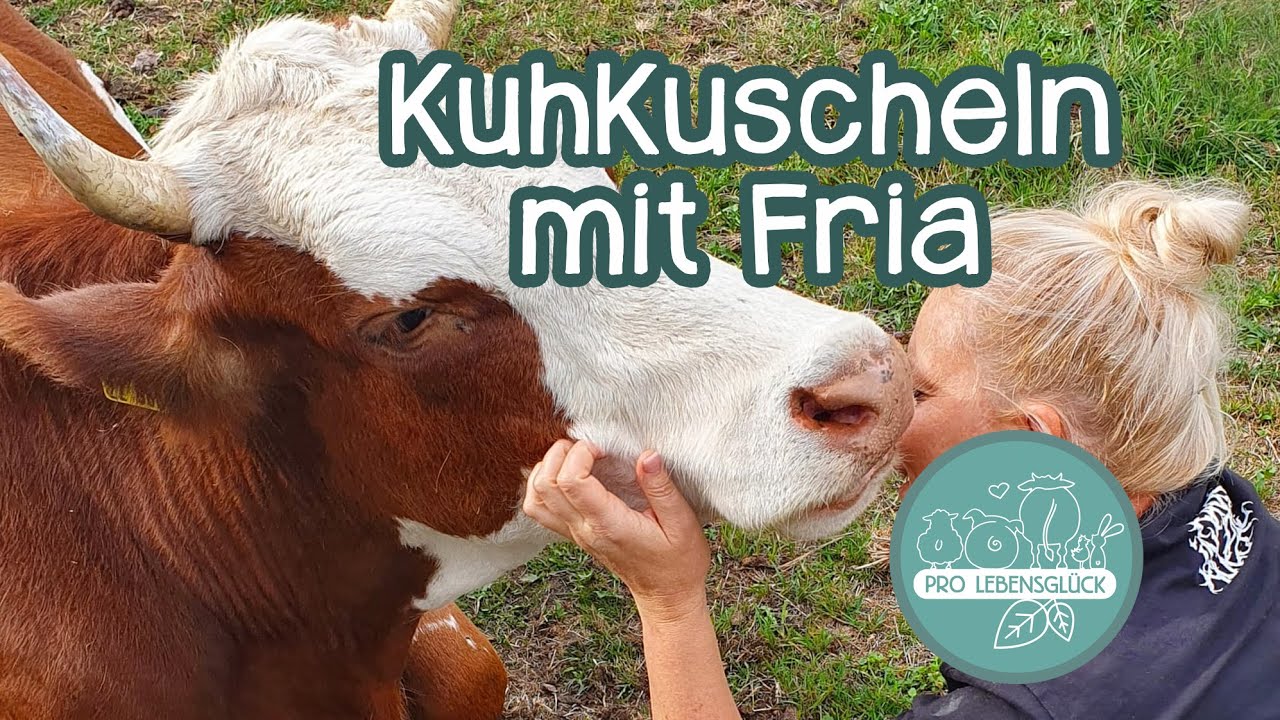 Kuscheln mit unserer geretteten Kuh FRIA