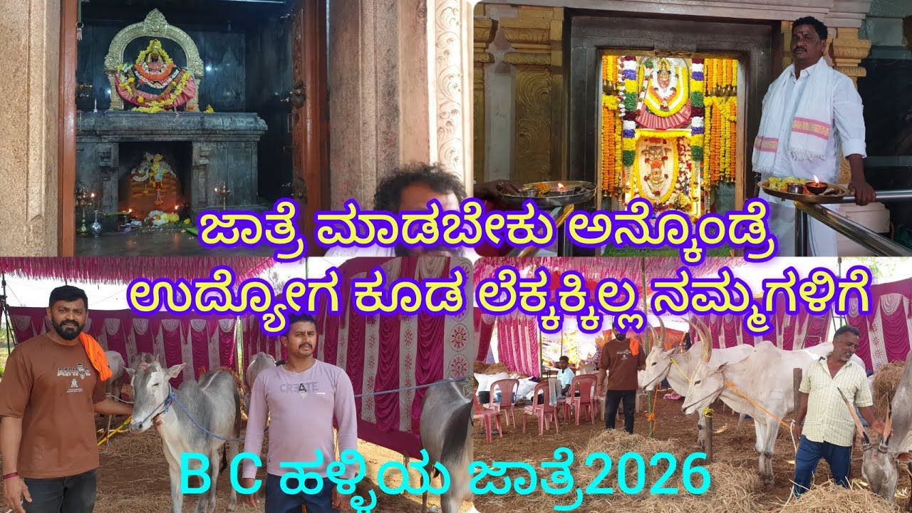 BC ಹಳ್ಳಿಯ ಬಾರಿ ದನಗಳ ಜಾತ್ರೆ2026 ರೈತರಿಗೆ ಈ ಜಾತ್ರೆಯು ಸಂಕಷ್ಟ ಕೊಳ್ಳುವವರು ಯಾರು?ಮಿಂಚುತ್ತಿರುವ ಎಲ್ಲಾ ದನಗಳು