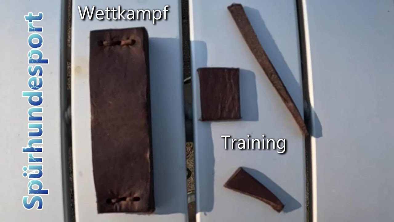 Spürhundesport Training