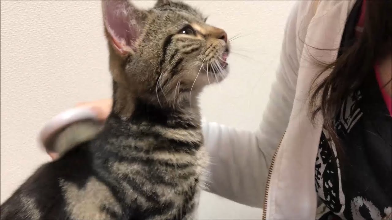 妹のブラッシングに危うく昇天しかけてしまった子猫ｗ