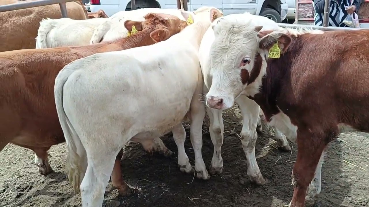 Tianguis de ganado cuatro caminos puebla