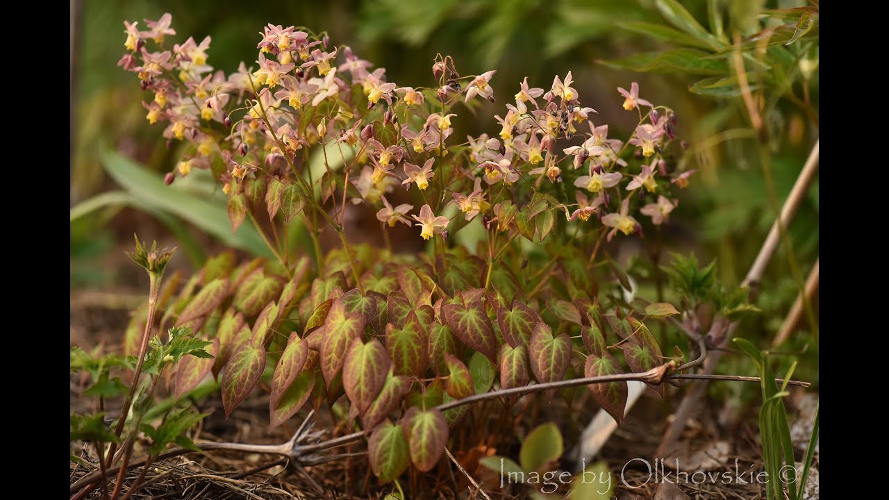 Горянки (Epimedium) в саду: секреты выращивания редкого многолетника