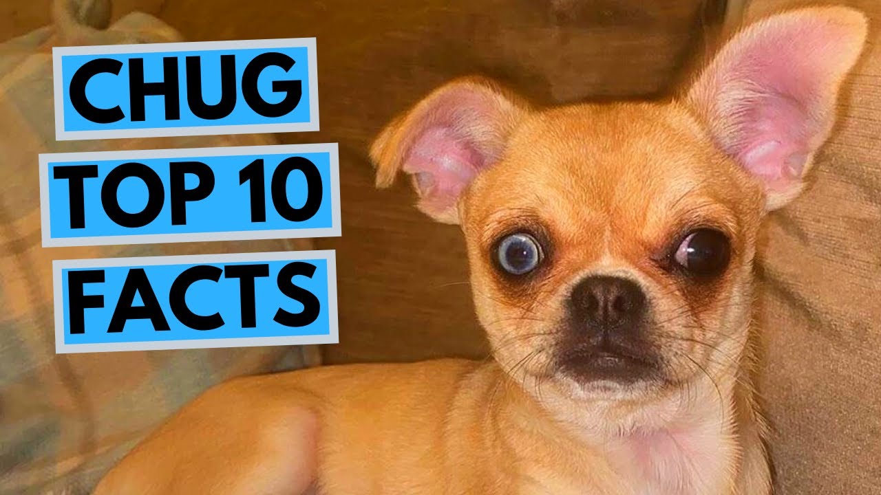 Chug - TOP 10 Interesting Facts