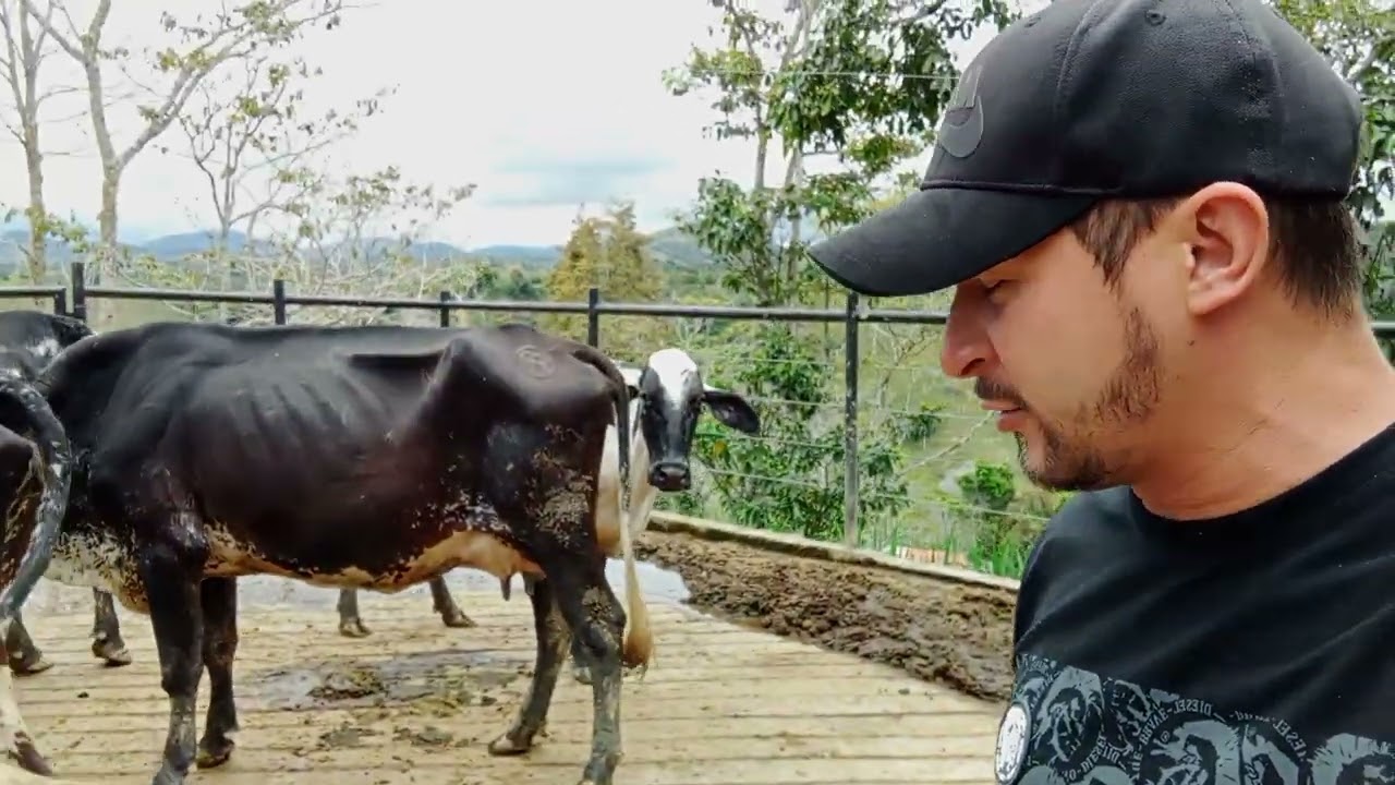 Venta de Vacas Gyrolandas