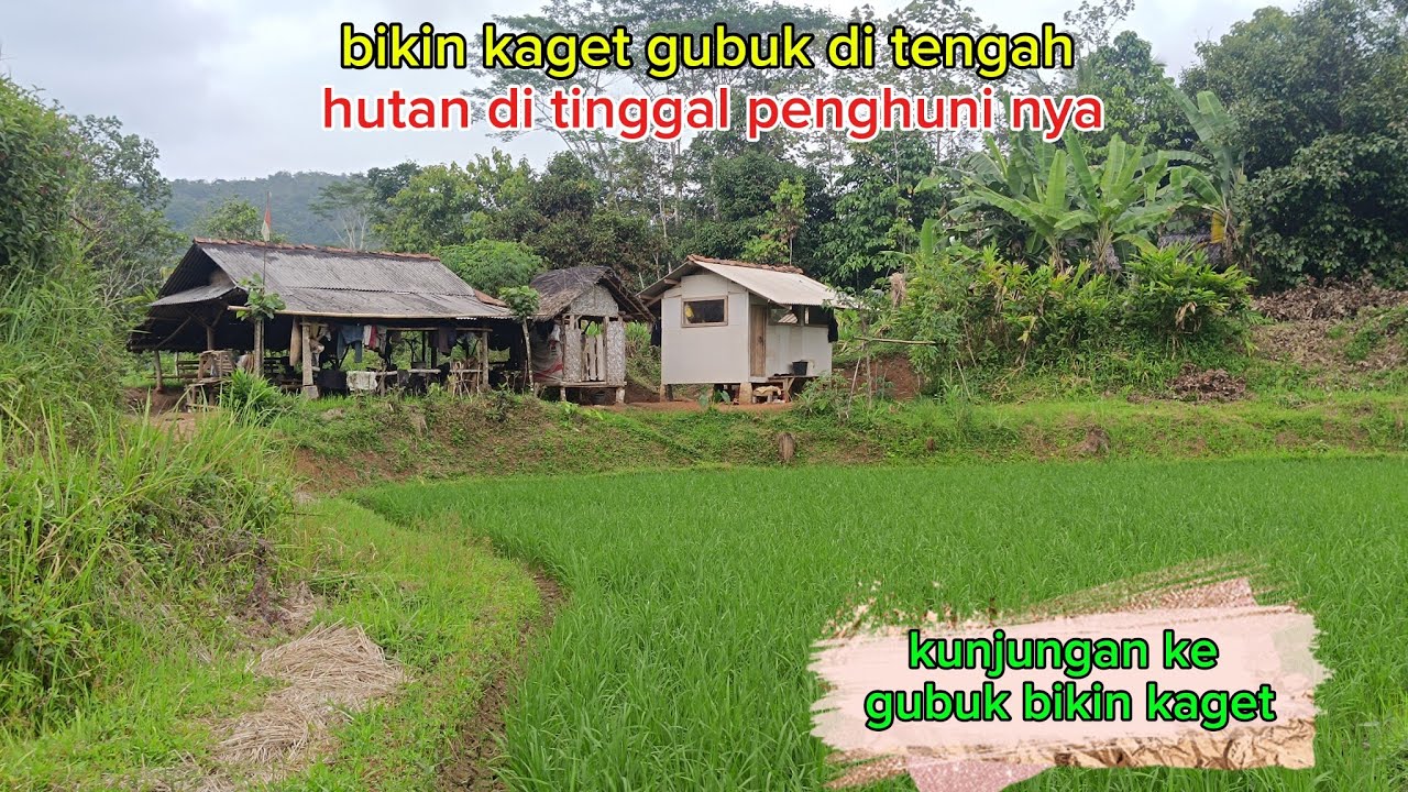 Bikin kaget berkunjung ke gubug tak ada penghuni nya