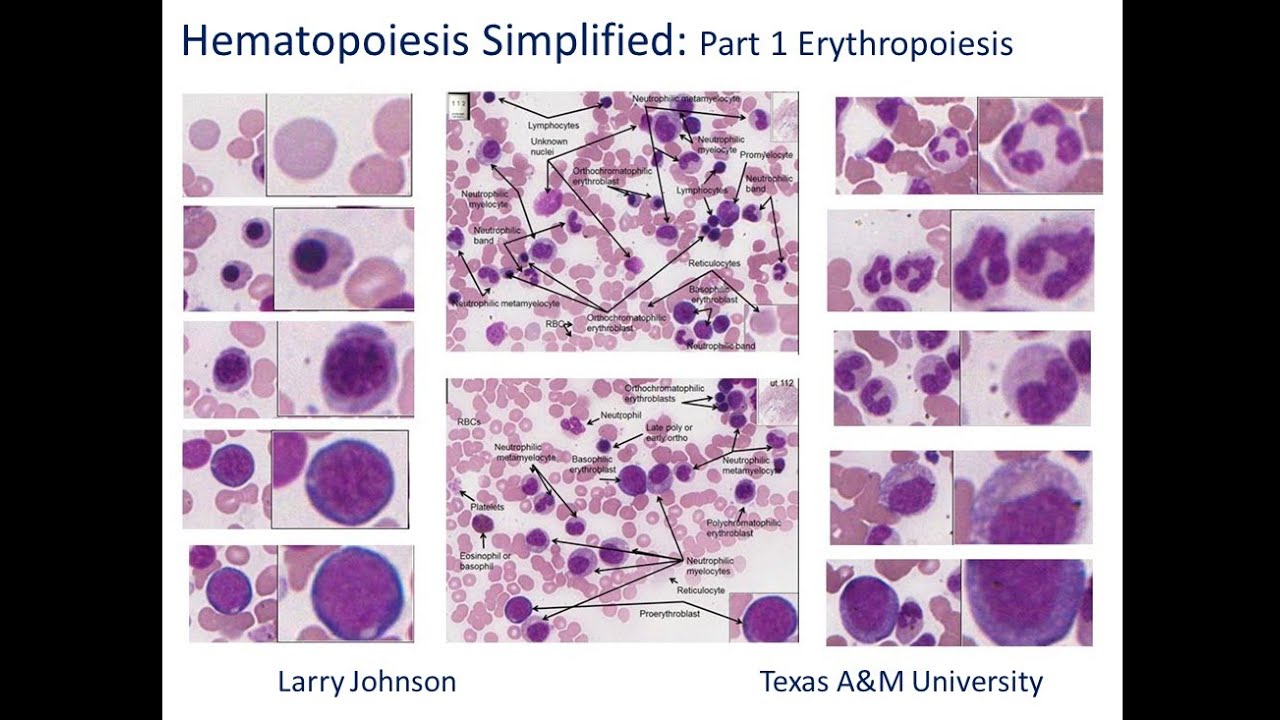 Hematopoiesis Simplified - Part 1 Erythropoiesis