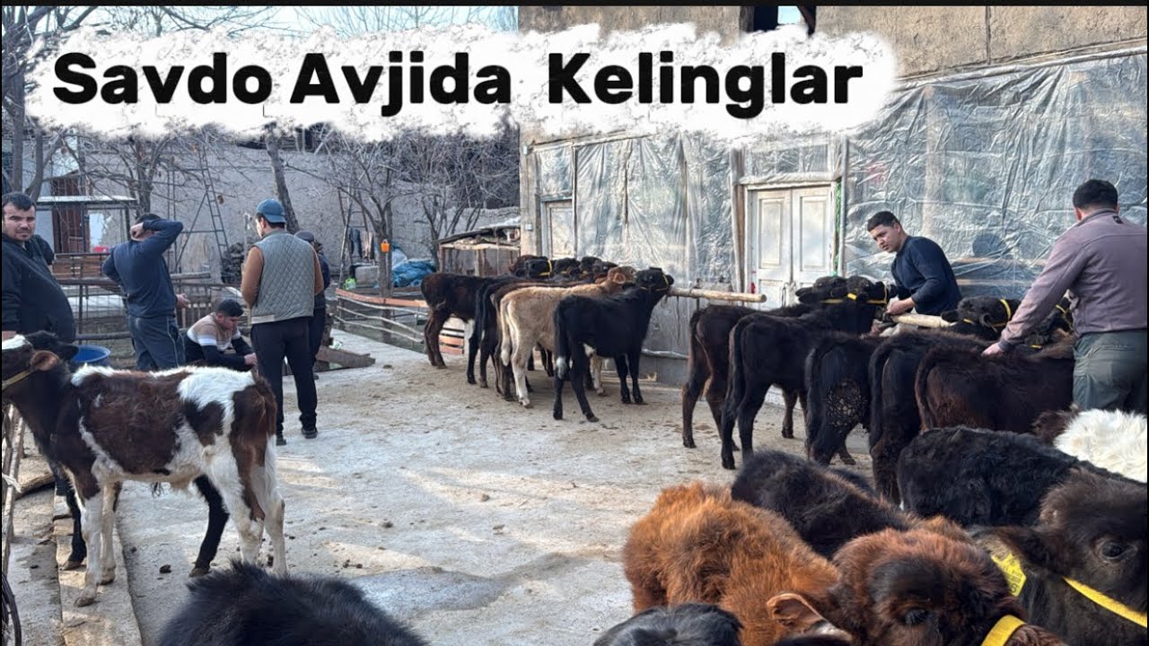 ✅SIZ IZLAGAN ARZONCHI BUQACHALAR SOTUVDA🤝