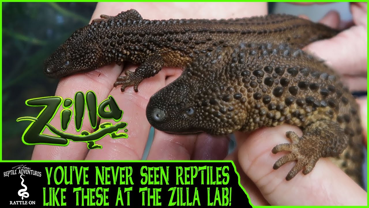 YOU'VE NEVER SEEN REPTILES LIKE THESE AT THE ZILLA LAB!