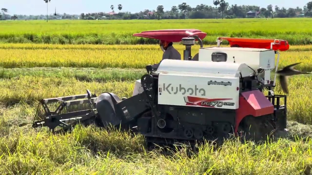 Kubota harvestersOperator Skills in Cambodia  #machinery #kubota #dc70plus #cambodia  