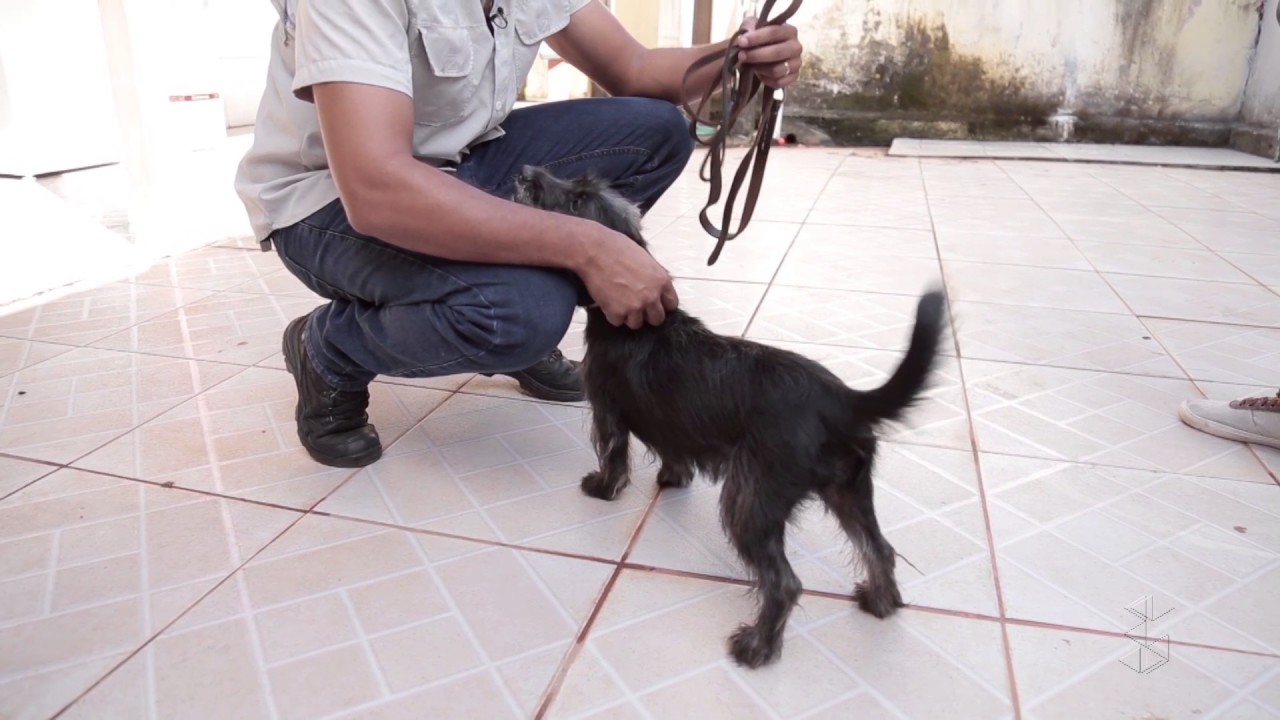 Mel: veja dicas para ensinar seu cachorro a passear e não pular nas visitas