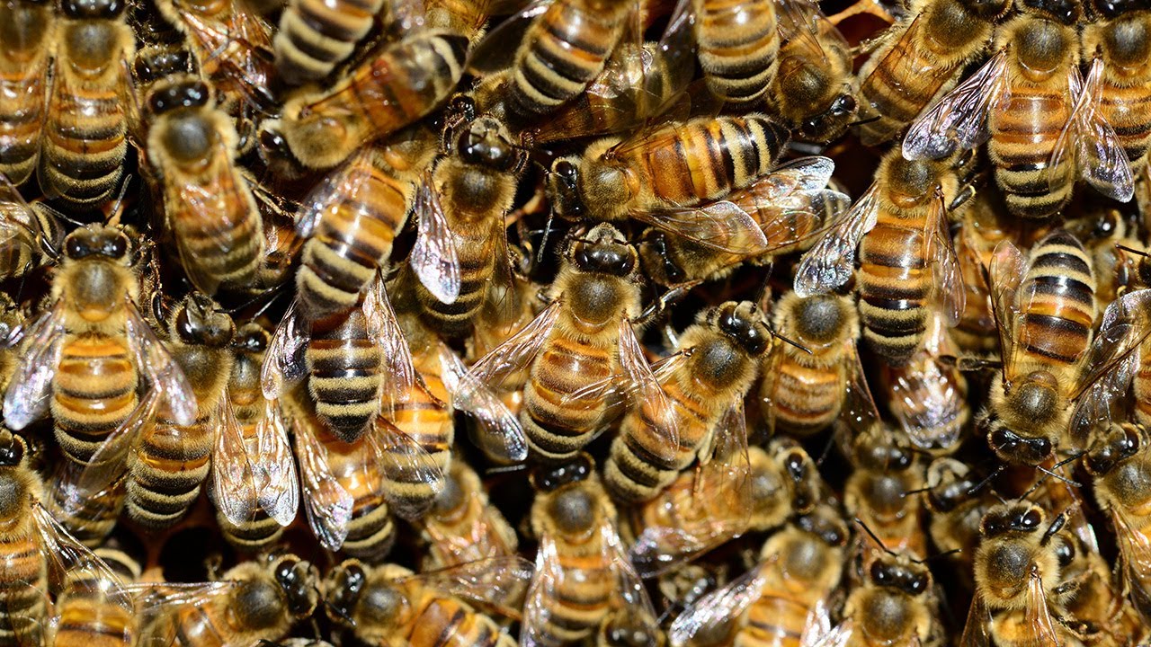 PNAS Science Sessions - Bee communication in a changing world