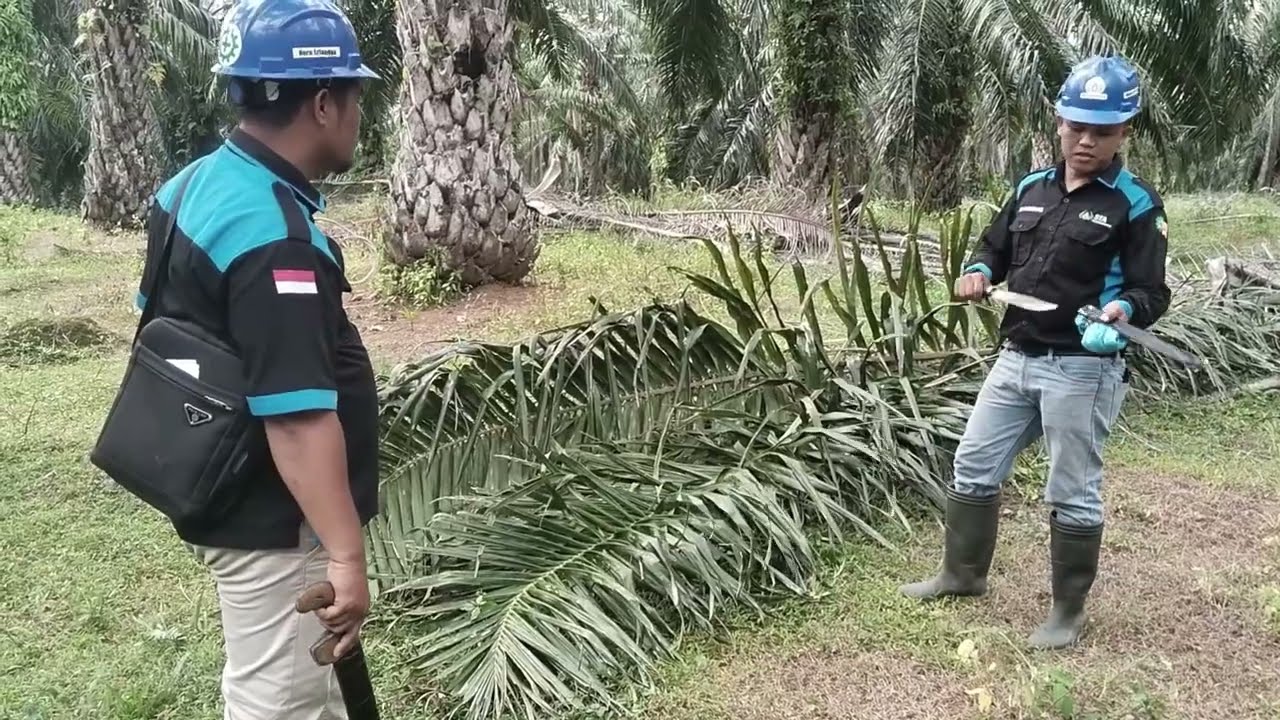 Waw sampai memanjat sawit //Inspeksi ancak gass poll 22