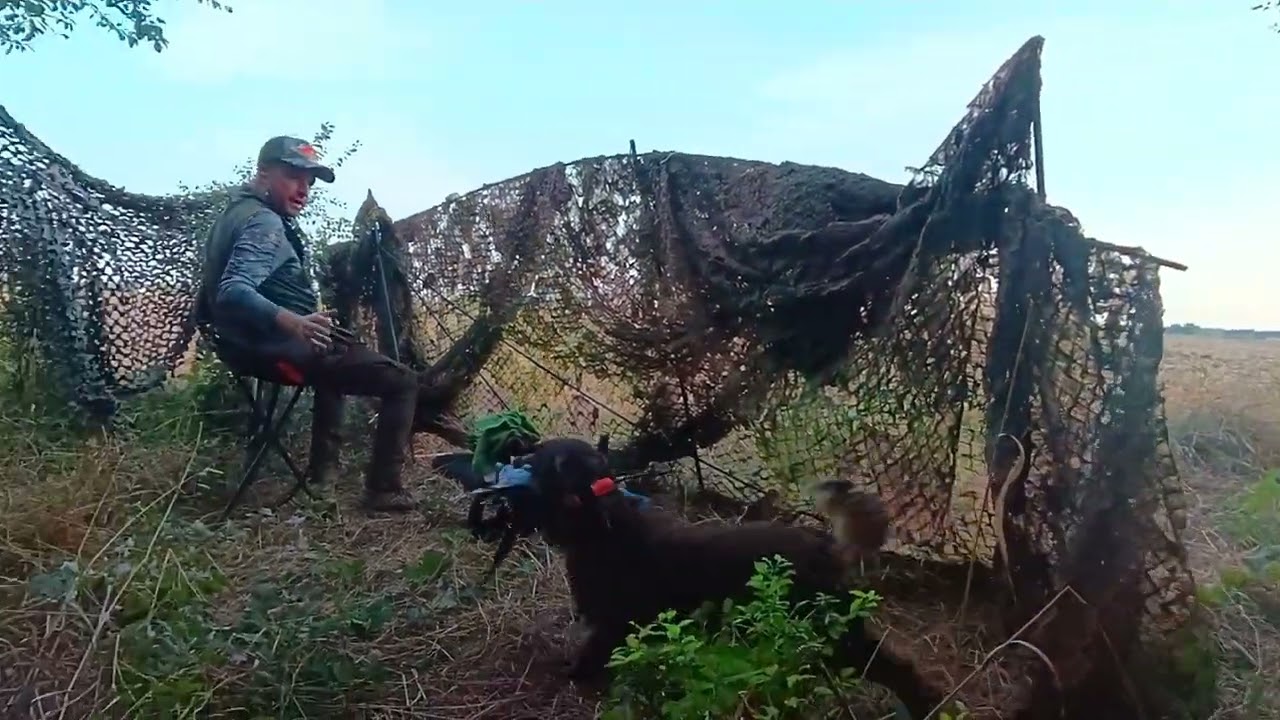 Polowanie na gołębie grzywacze 2024 - Polski Spaniel Myśliwski / Lufa i Czok / Pigeons hunt 2024