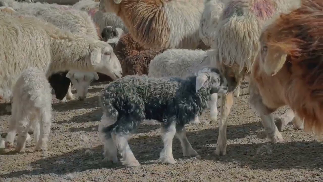 Улаанаа | Lamb adventure | хөөрхөн хурга | cute | funny | animals