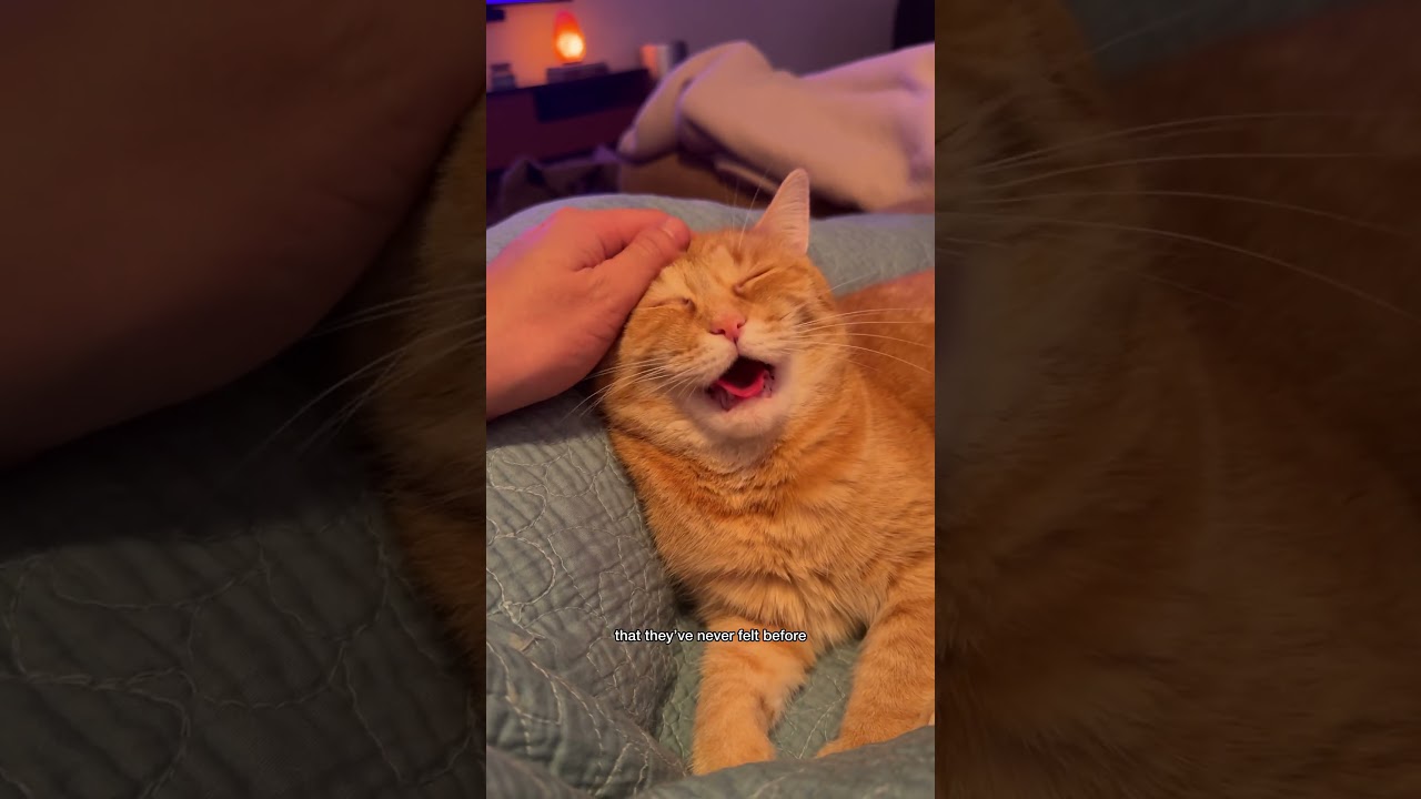 Как сделать массаж рыжему коту