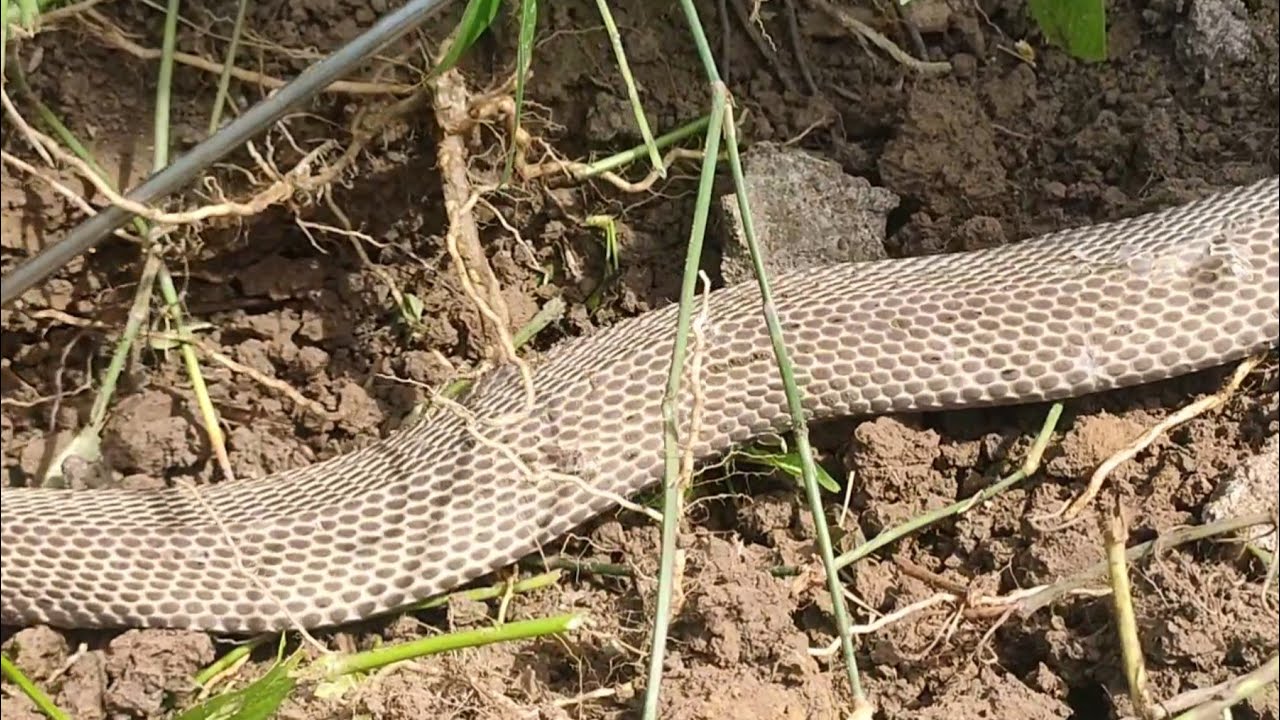 MGA COBRA SA UGAT NG PUNO WALANG KAWALA | COBRA HUNTERS PH