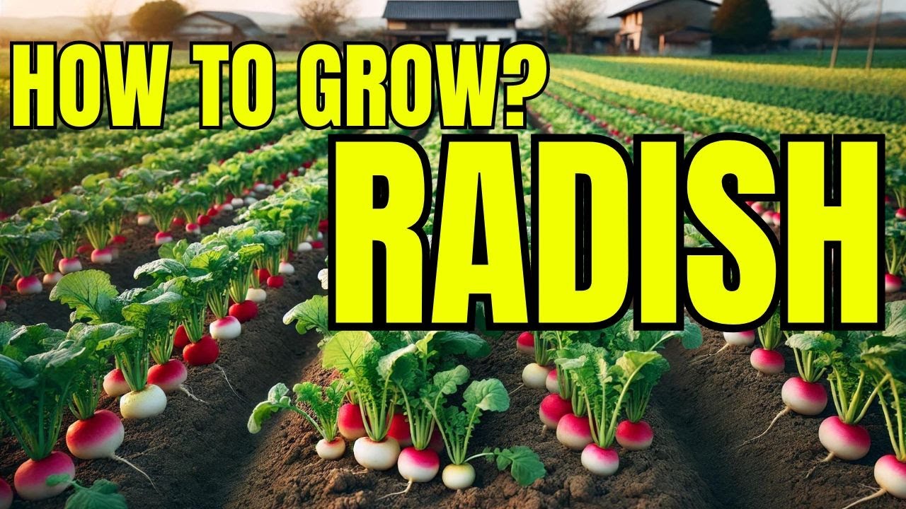 How to Grow Radish Like a Pro: Tips & Tricks