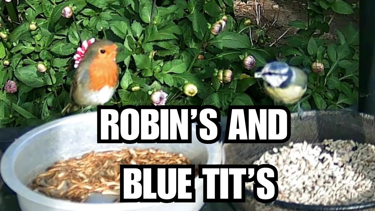 Feeding Wild Birds in My Garden | Can I Stop Pigeons and Squirrels Taking Over?