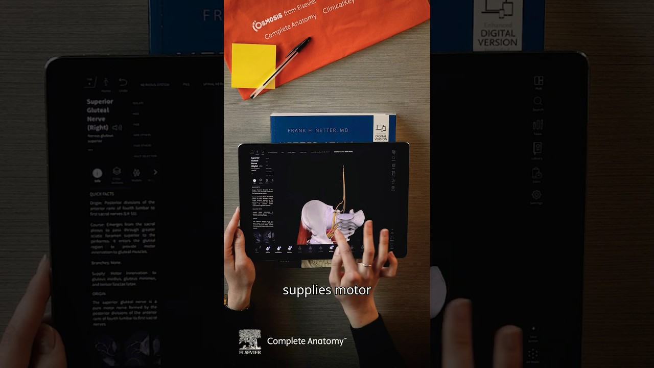Master the Nerves of the Hip in 3D with Complete Anatomy