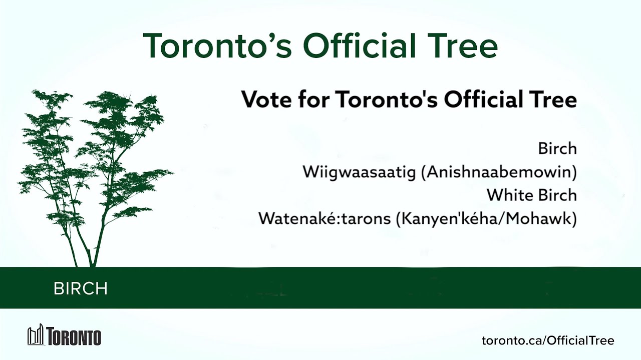 Discovering Birch Trees – Vote for Toronto's Official Tree