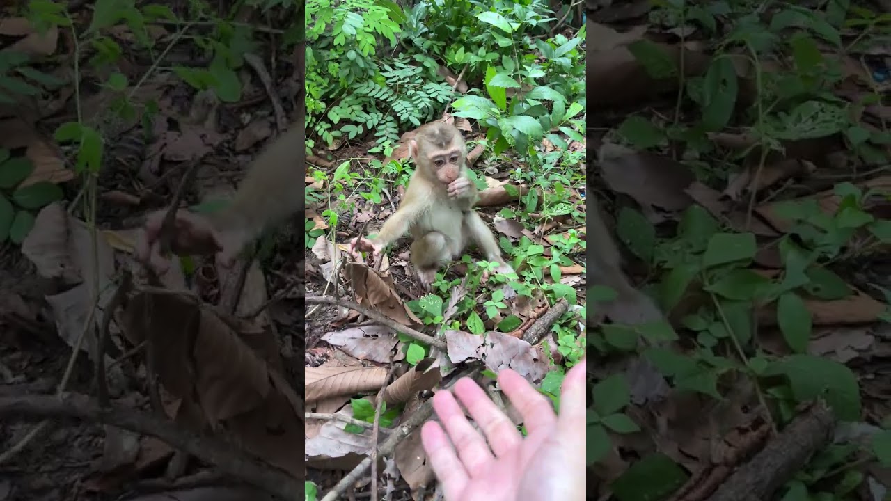 OMG Running funny baby monkey#adorablewildlife #babymonkey #animals #babymonkeys #cute #monkeyantics