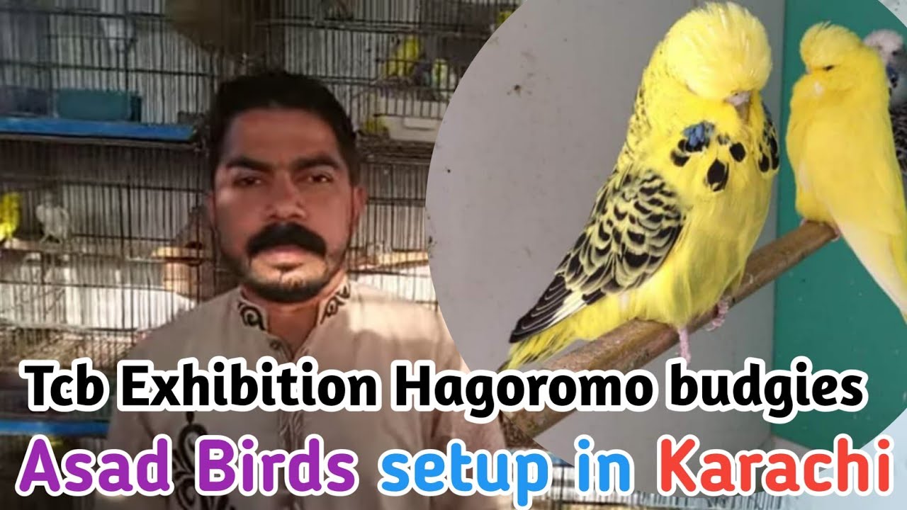 Visited Birds Setup | Tcb exibition hagoromo king budgies breeding