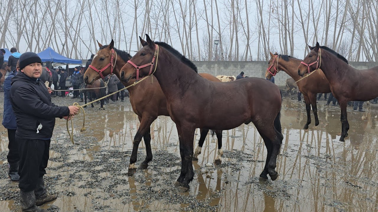 IShahrixon OT BOZORI ZOTDOR DAXSHAT OTLAR CHIQDI! 🔥🏇 Ko‘rib KO‘ZINGIZGA ISHONMAYSIZ!!!