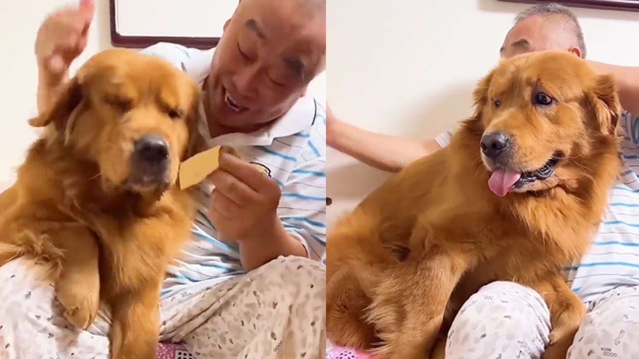 金子回憶篇：金子撒嬌求抱抱，姥爺沒有辦法只能寵著，誰讓這是我孩子呢【憨憨金和帥帥銀】