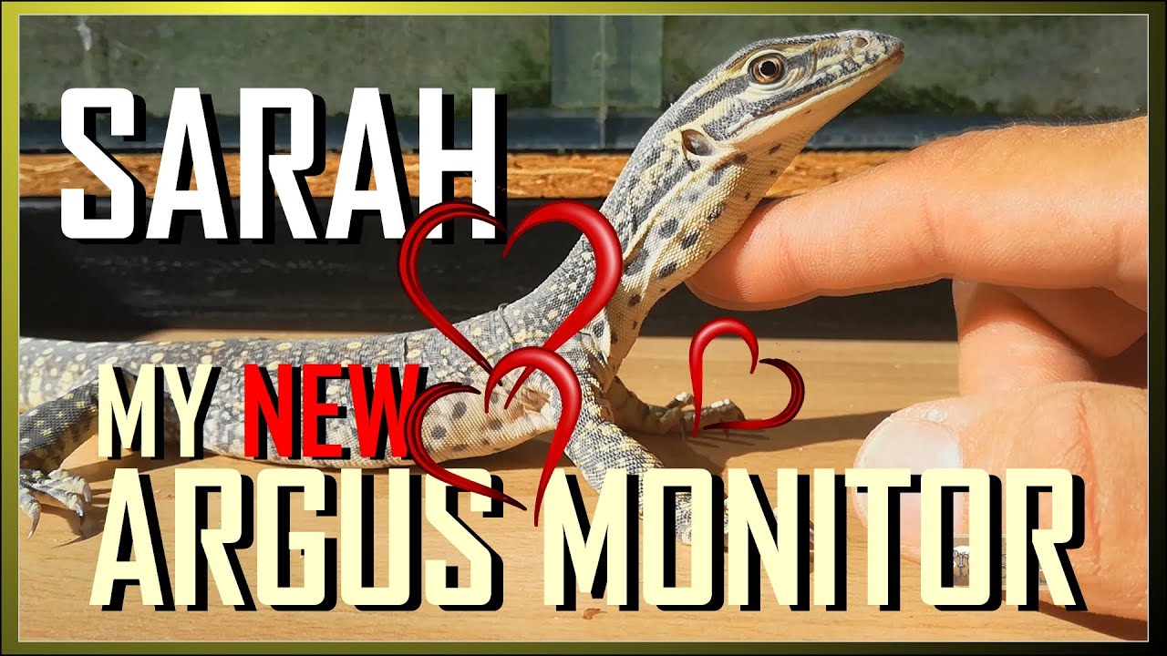 My ** NEW ** ADORABLE ARGUS MONITOR !!! | Yellow spotted monitor / Varanus panoptes horni