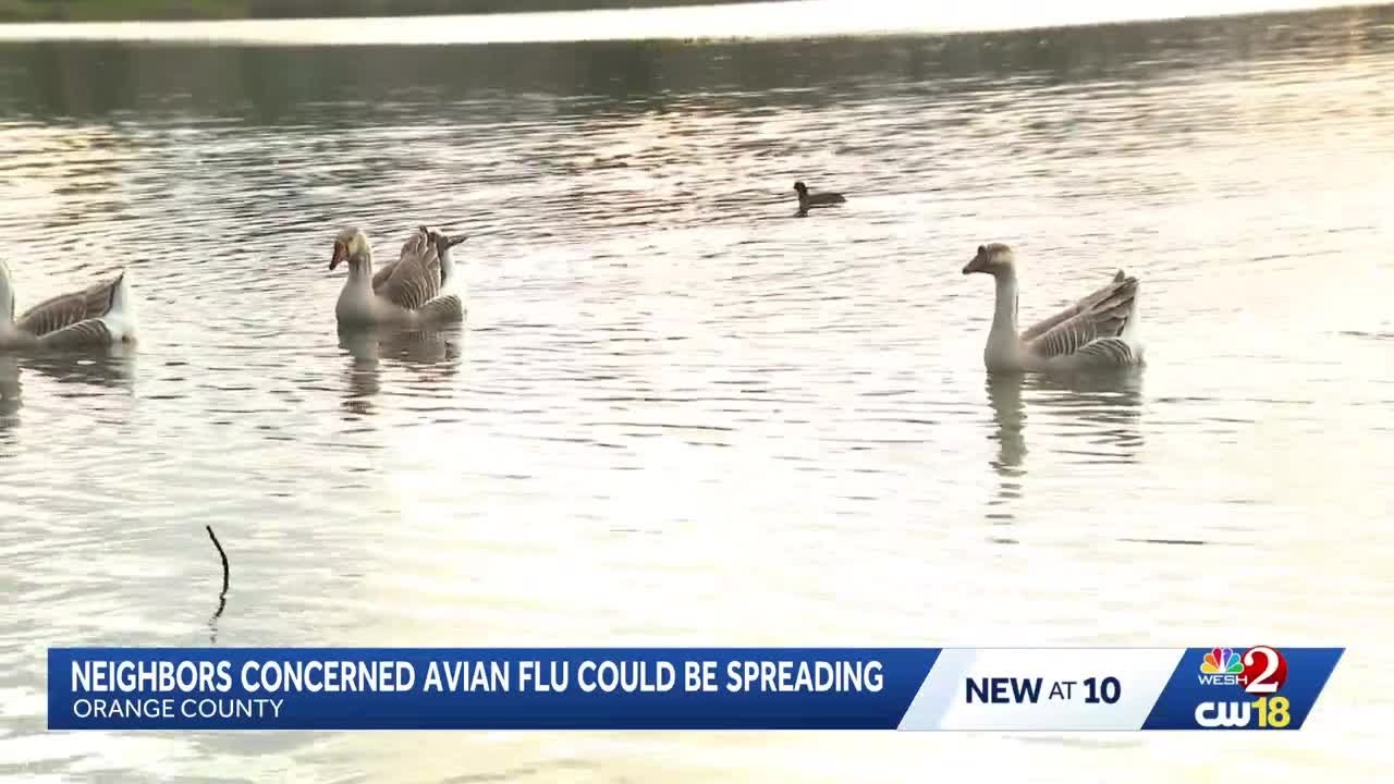 Neighbors in Orlando concerned bird flu could be spreading