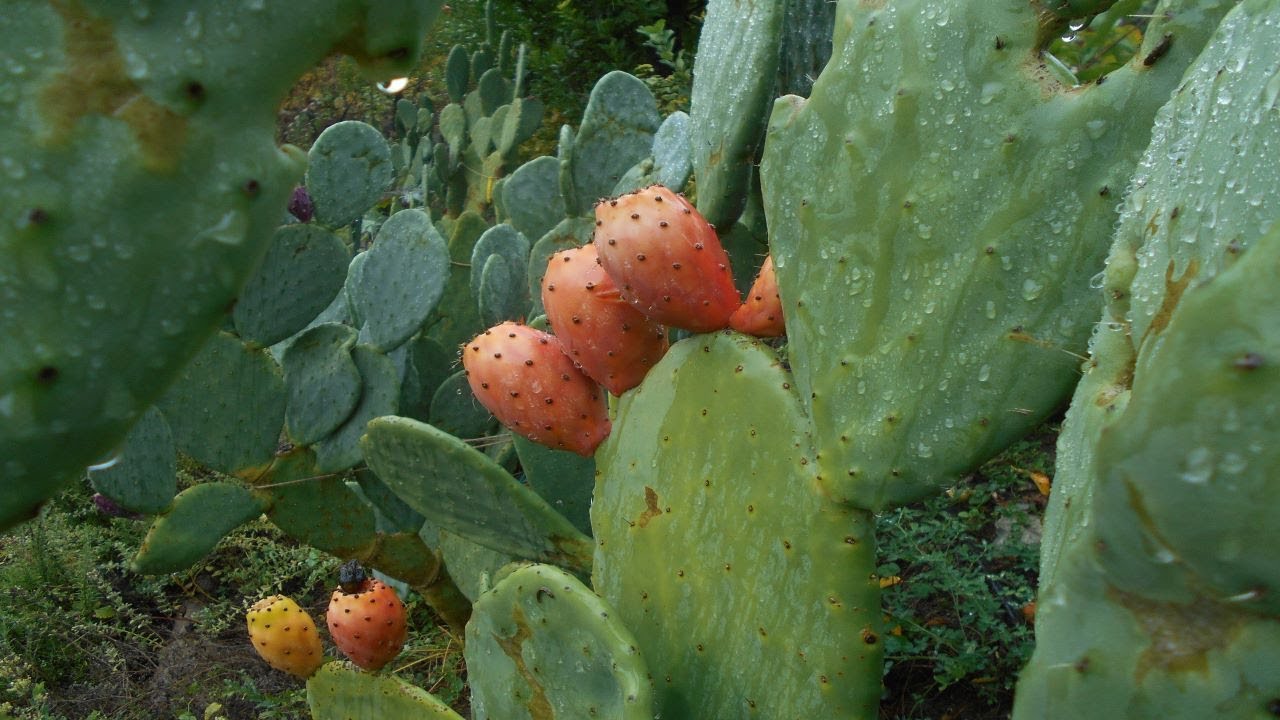 Fruitwood Nursery: Prickly Pear Collection