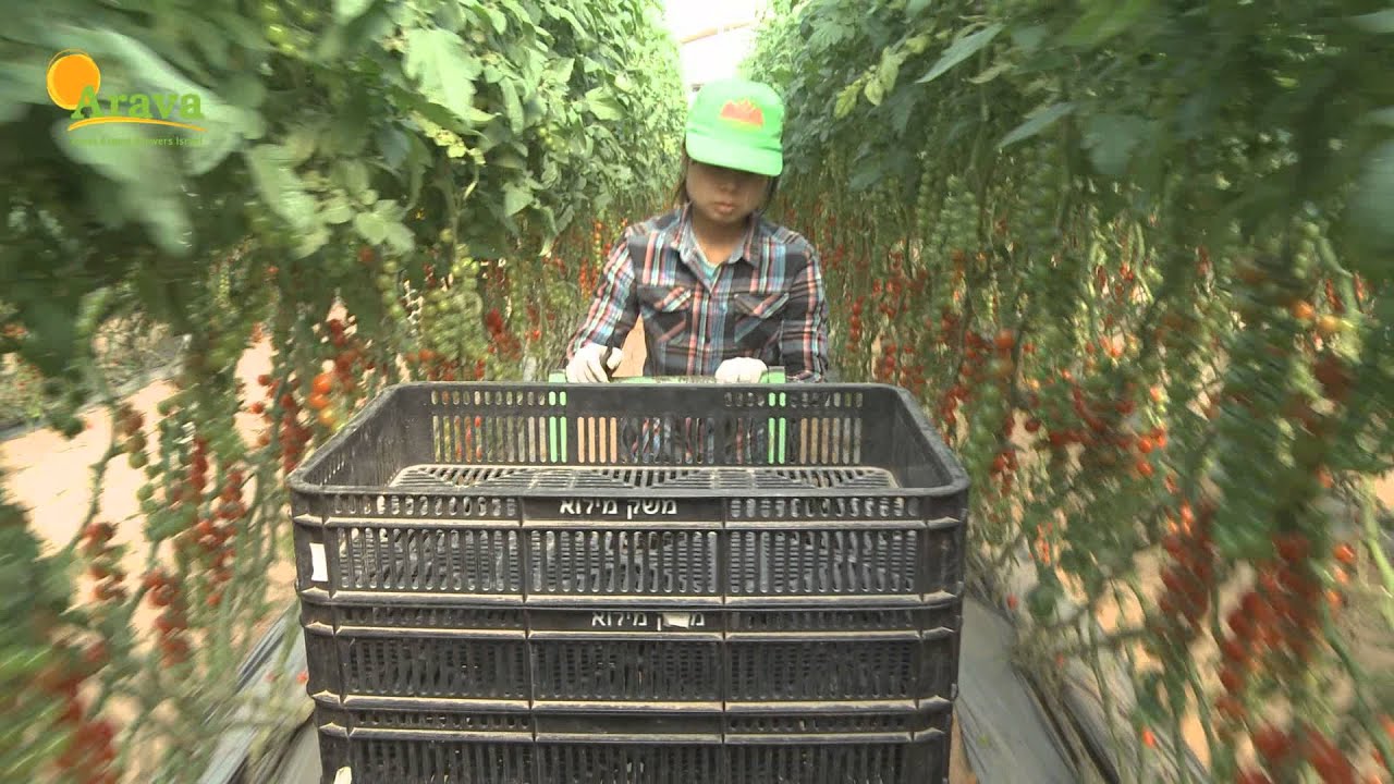 Arava Export Growers - Tomatoes