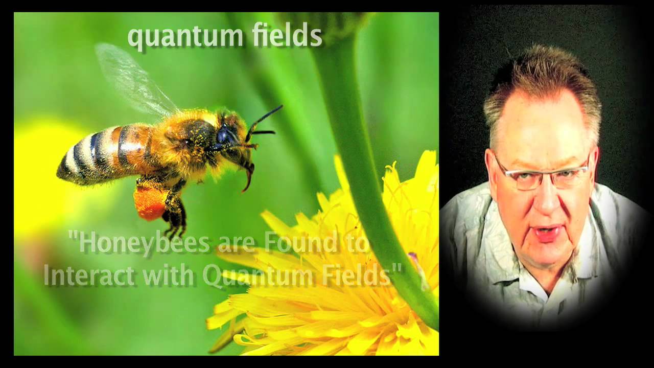Are Bees More 6th Dimensional?