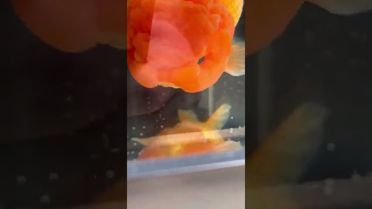 THEY EAT THEIR OWN EGGS - Goldfish don&rsquo;t care
