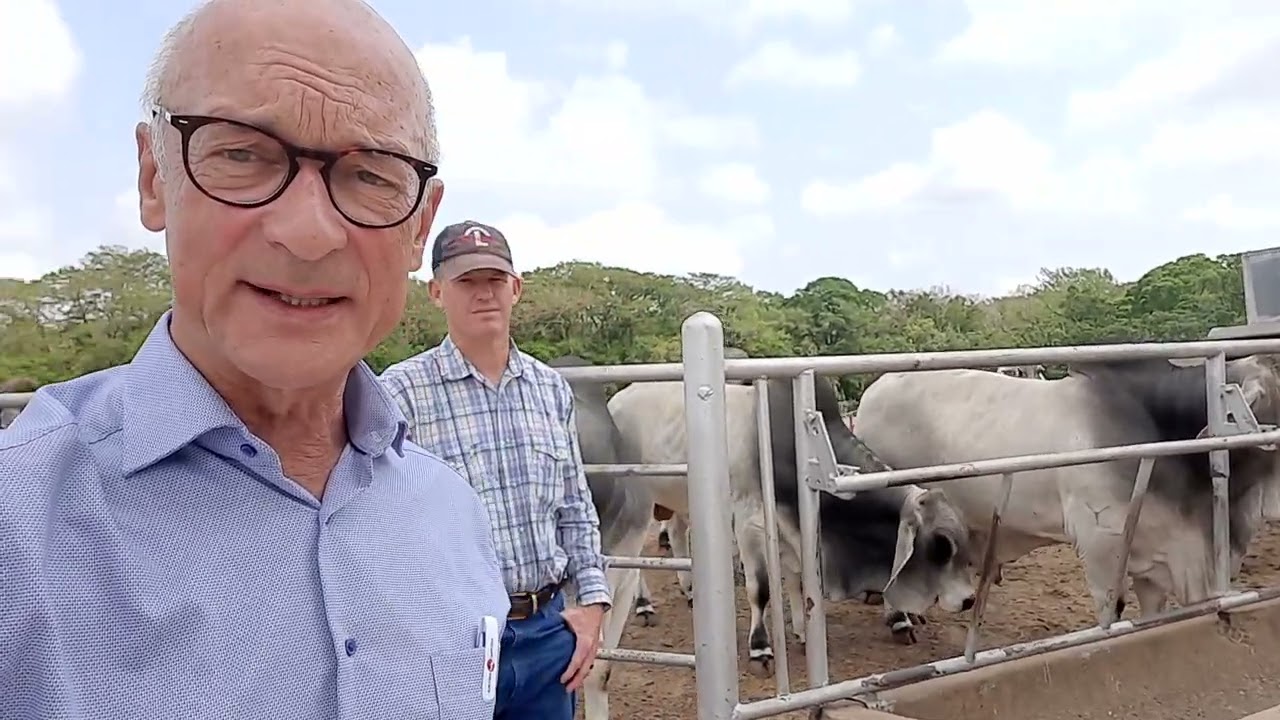 Denne store farm har haft Brahman-kv&aelig;g i generationer