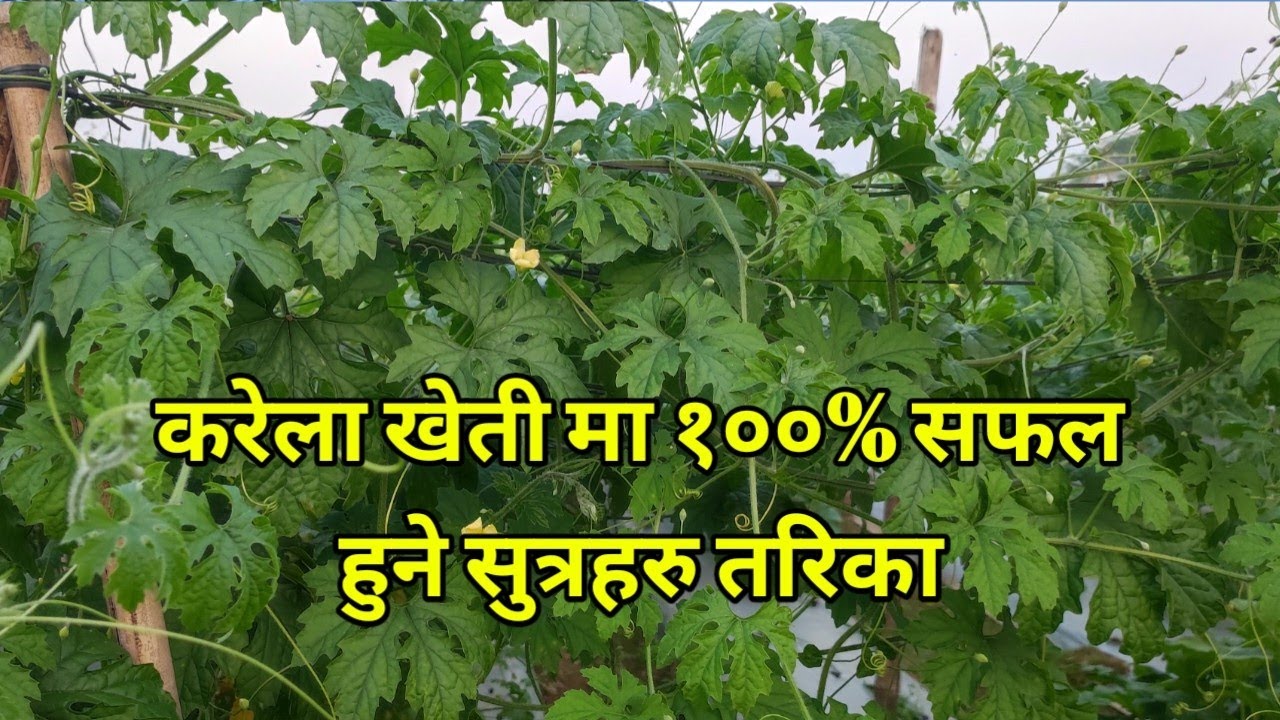 करेला खेती मा १००% सफल हुने सुत्रहरु तरिका