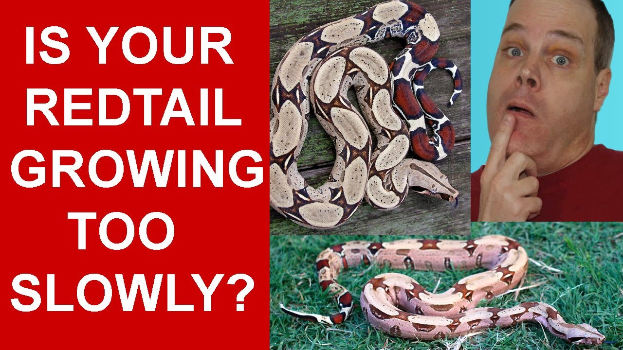 True Redtail Boa Constrictor Growth - 1 to 10 years old!