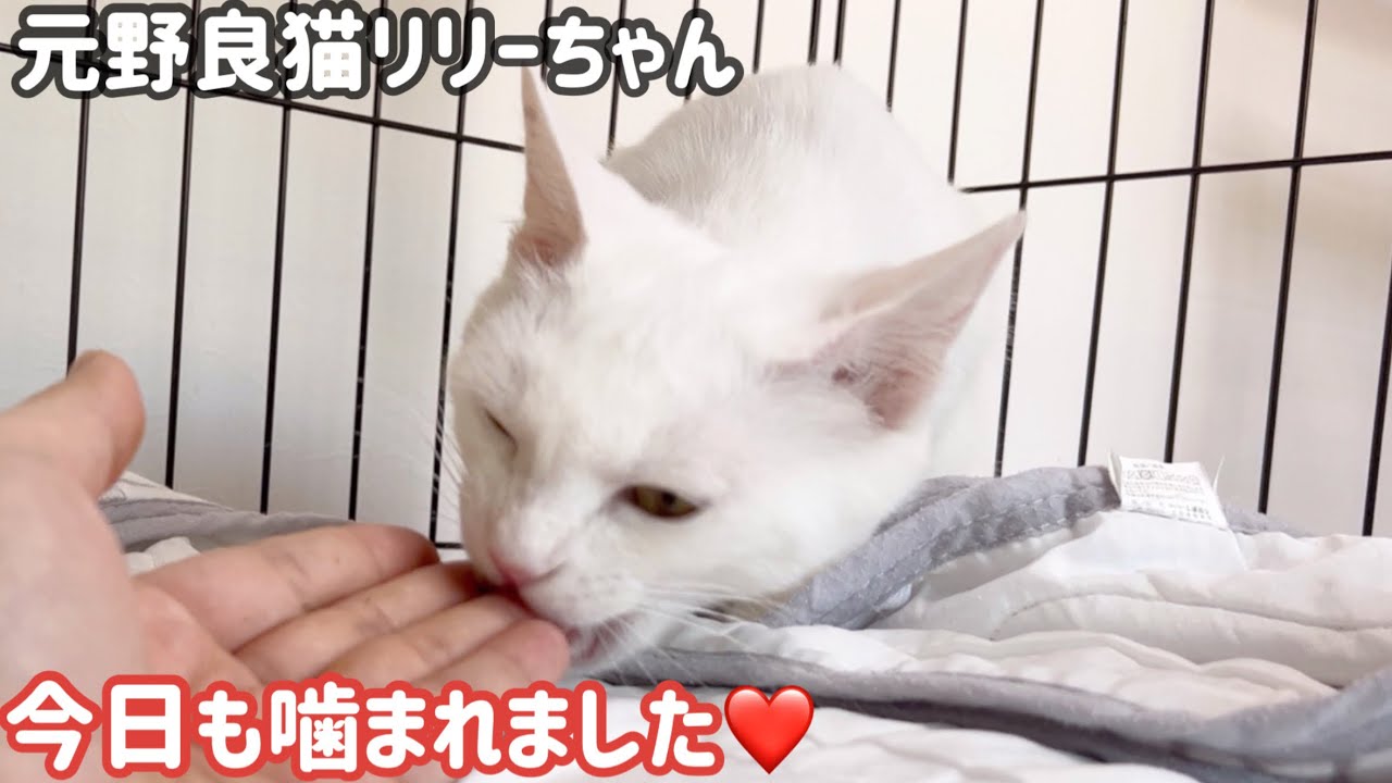 狂暴な野良猫を保護して1ヶ月、どんどん可愛くなっていく姿がこちら…
