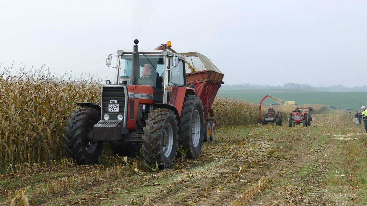 Vintage MASSEY FERGUSON Corn Harvest - Massey Ferguson 2680 & 65 - Oldtimer Maisernte