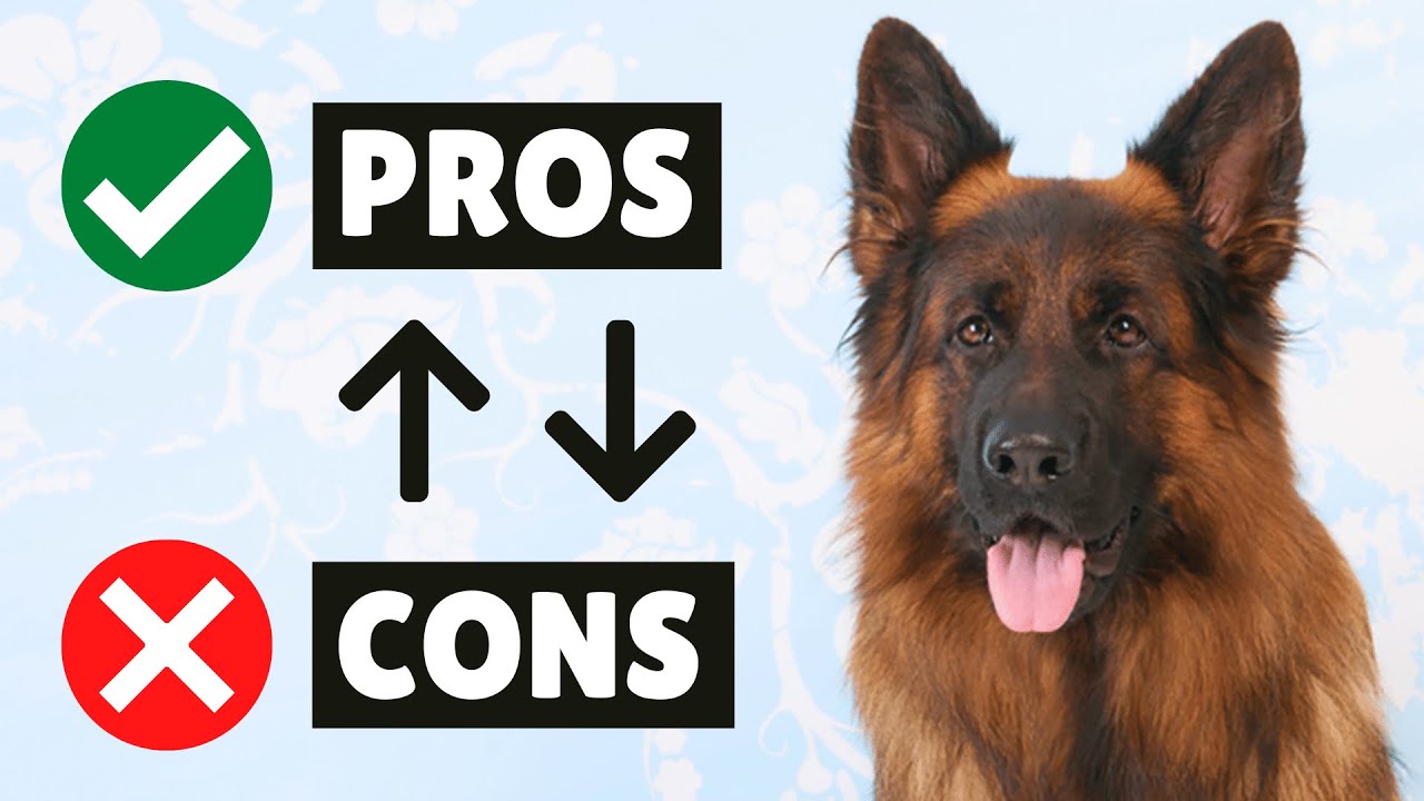 German Shepherd PROS And CONS ✔❌ The GOOD And The BAD