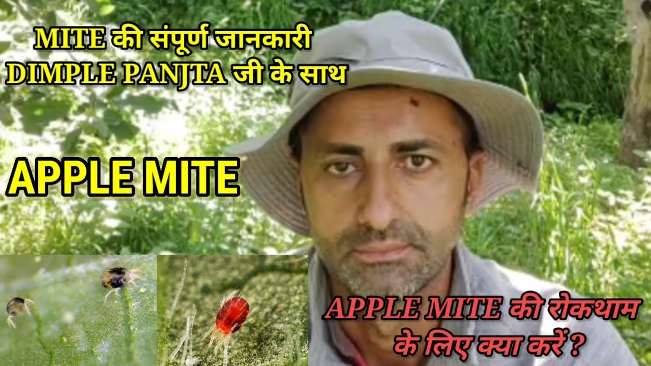 Dimple Panjta/apple mite/माइट की रोकथाम के लिए क्या करें/how to control mite?/spray schedule in mite