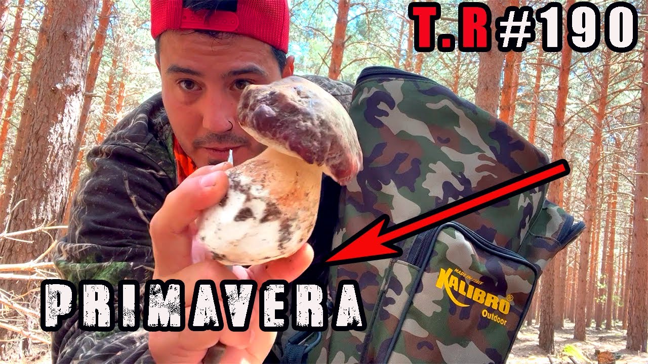 ⚠️BOLETUS DE PRIMAVERA 2023🍄(+ PARTE MICOLOGICO)