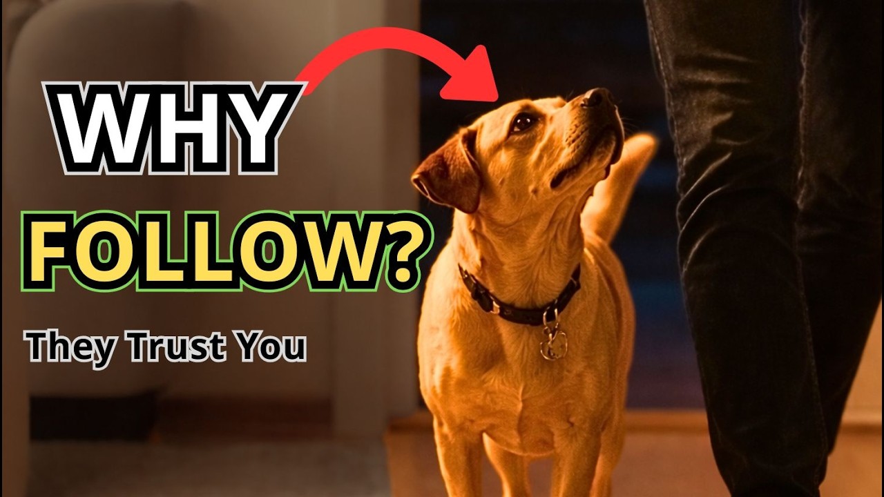 Why Dogs Follow One Person More Than Everyone Else