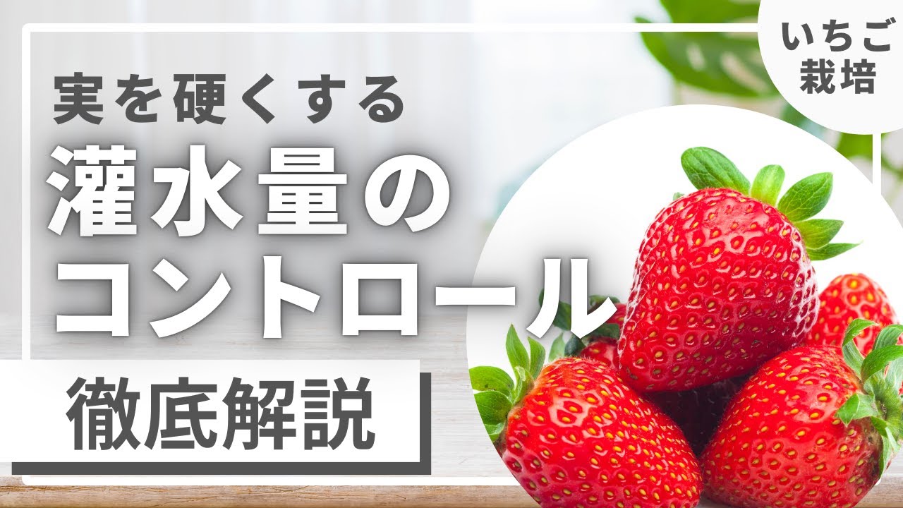 【いちごの実を硬くする実用的な方法】徹底解説！