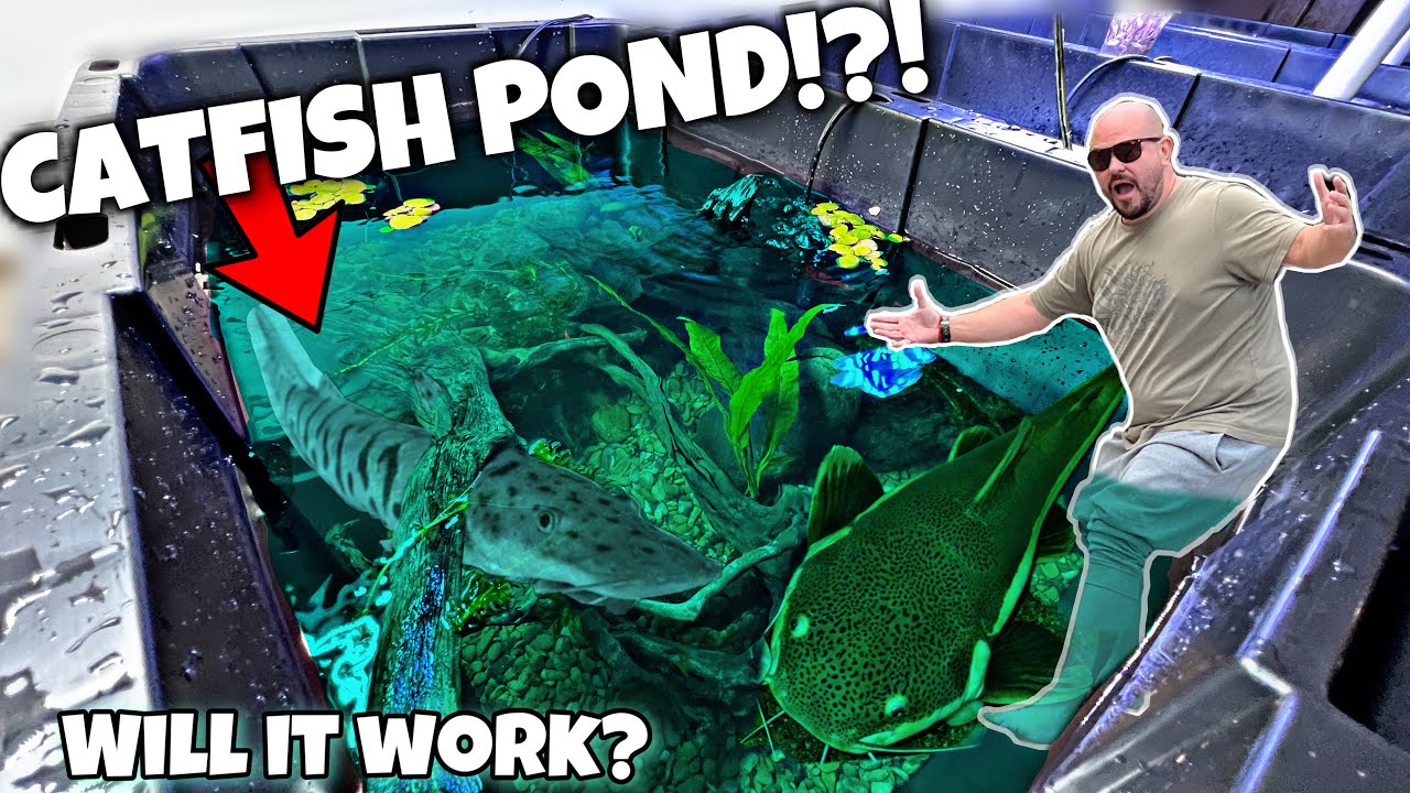 DIY Catfish Pond!?! (CHEAP)