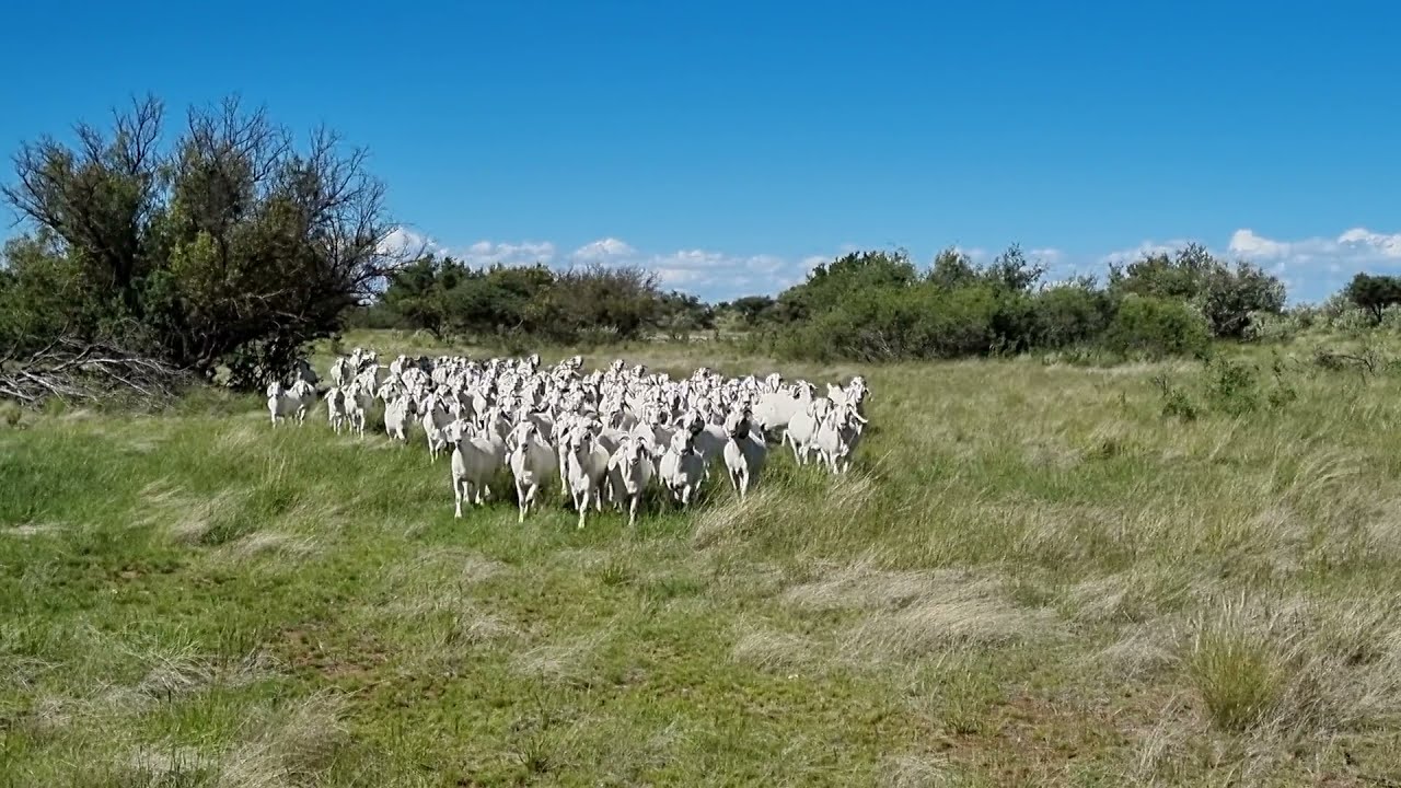 A group of Savanna goats AKA white gold