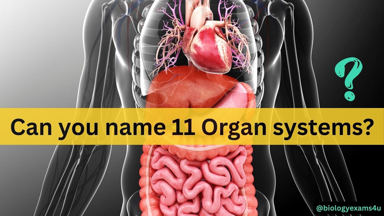 Can You Name 11 Organ Systems? Human Body Organ System Quiz
