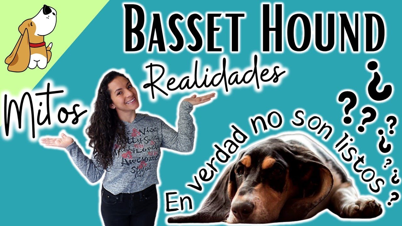 Basset Hound Mitos y Realidades 👍🐶⭐🧁🤪  Myths and Reality