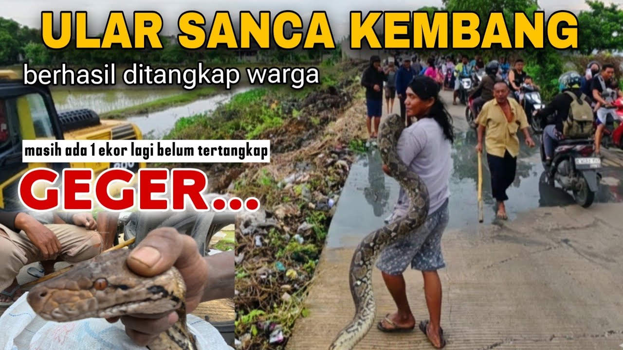 GEGER❗️PENANGKAPAN PREDATOR ULAR SANCA KEMBANG DI KALI PJT SATRIAMEKAR MENUJU KALI GABUS